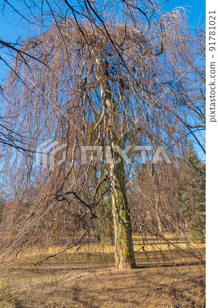 Trees in the public park of the city of Gdansk. Poland Trees in the public park of the city of Gdansk. Poland 91781021