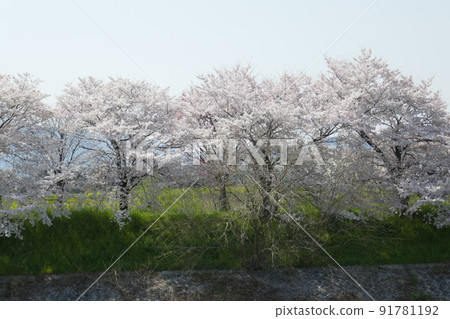 桂河與天神河之間的櫻花 91781192