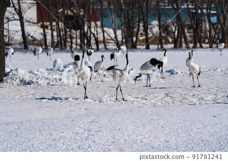 鶴居村日本鶴 91781241