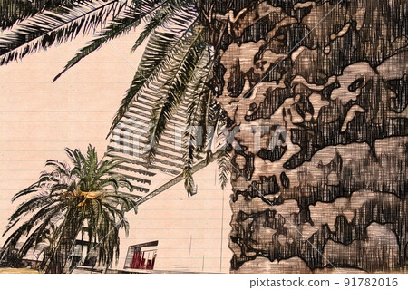 Palm tree Palm tree 91782016