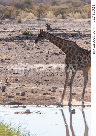 Giraffes in Etosha National Park 91782021