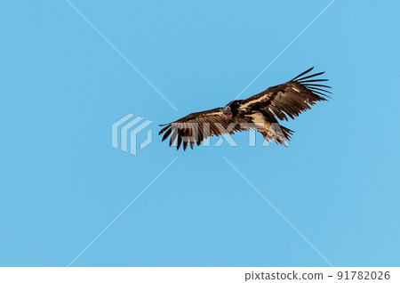 White-headed Vulture in Flight over Etosha 91782026