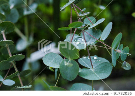 Eucalyptus leaves with raindrops 91782036