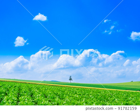 北海道夏日天空和美瑛山景 91782159