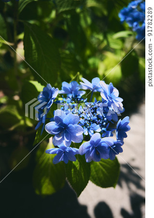 hydrangea hydrangea 91782289