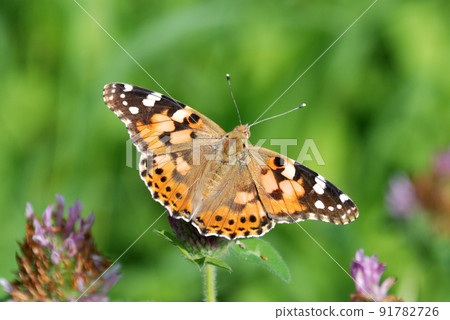 鯊魚的鬍子 91782726