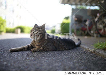 Kijitra cat in a bicycle storage area Kijitra cat in a bicycle storage area 91783253