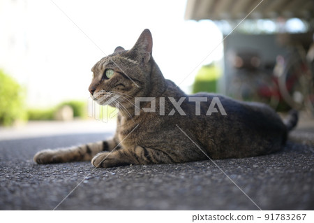 Kijitra cat in a bicycle storage area 91783267