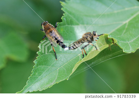 Mating of Shioyabe 91783339
