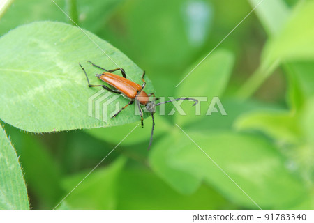 Kanakiri Akahana Kanakiri Akahana 91783340