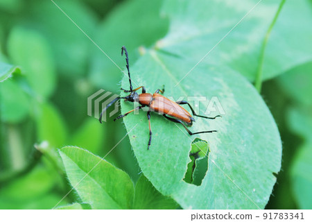 Kanakiri Akahana 91783341