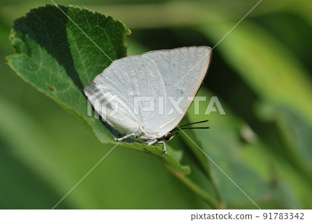 Male of Virgin Fish Male of Virgin Fish 91783342