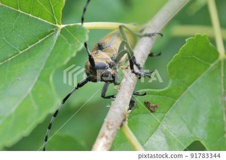 Apriona japonica that eats trees Apriona japonica that eats trees 91783344