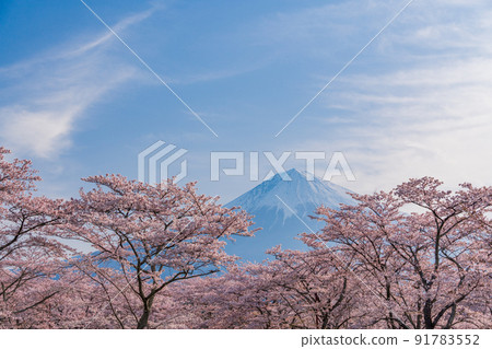 (Shizuoka Prefecture) Sakura and Mt. Fuji in full bloom (Shizuoka Prefecture) Sakura and Mt. Fuji in full bloom 91783552