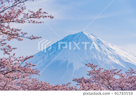 (Shizuoka Prefecture) Sakura and Mt. Fuji in full bloom 91783559