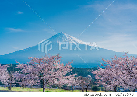 （靜岡縣）櫻花和富士山盛開 91783576