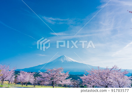 （靜岡縣）櫻花和富士山盛開 91783577