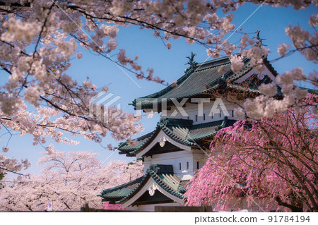 青森縣弘前市櫻花盛開和弘前城天守閣弘前公園 青森縣弘前市櫻花盛開和弘前城天守閣弘前公園 91784194