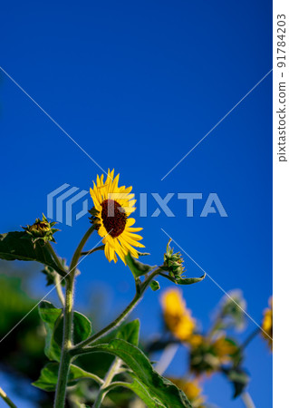 向日葵0003 向日葵0003 91784203