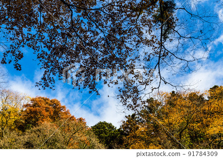 Kikuchi Gorge and autumn leaves Kikuchi Gorge and autumn leaves 91784309