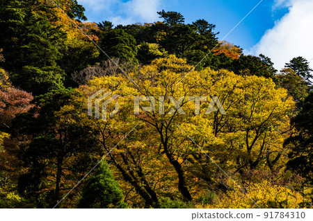菊池峽谷和秋葉 菊池峽谷和秋葉 91784310
