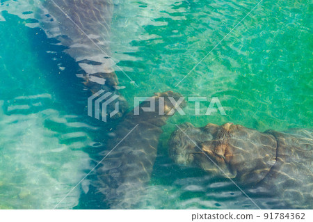 The family of hippopotamus is swimming in the pond The family of hippopotamus is swimming in the pond 91784362