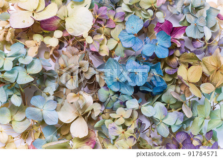 設計背景繡球花的干花 91784571