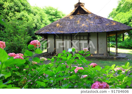 府中市地方森林博物館的繡球花 府中市地方森林博物館的繡球花 91784606