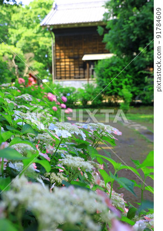 府中市地方森林博物館的繡球花 府中市地方森林博物館的繡球花 91784609