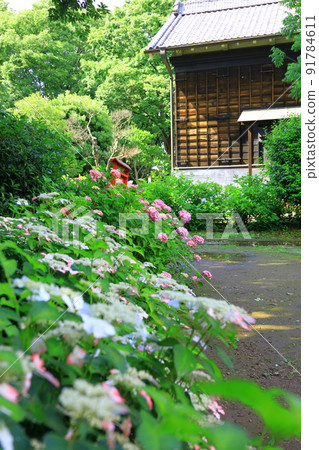 府中市地方森林博物館的繡球花 府中市地方森林博物館的繡球花 91784611