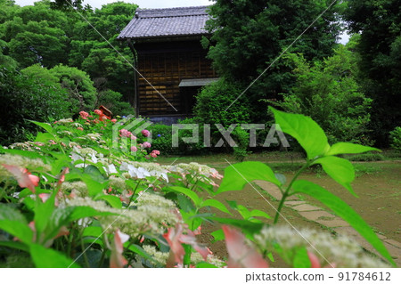 府中市地方森林博物館的繡球花 府中市地方森林博物館的繡球花 91784612