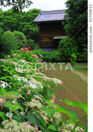 Hydrangea at Fuchu City Local Forest Museum Hydrangea at Fuchu City Local Forest Museum 91784613