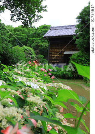 府中市地方森林博物館的繡球花 府中市地方森林博物館的繡球花 91784614