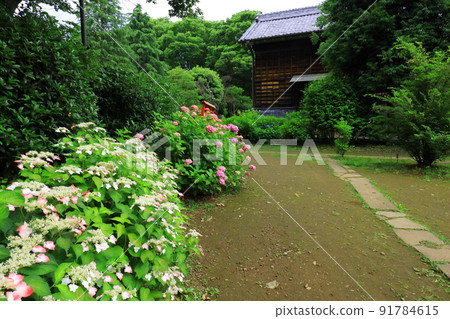 府中市地方森林博物館的繡球花 府中市地方森林博物館的繡球花 91784615