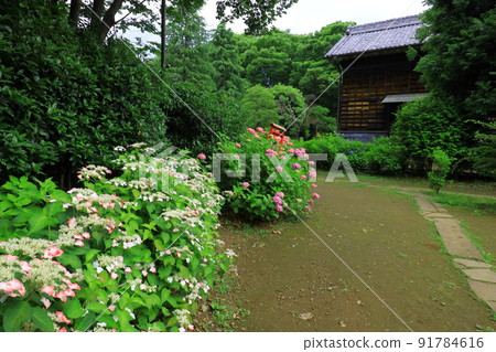 府中市地方森林博物館的繡球花 府中市地方森林博物館的繡球花 91784616