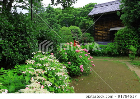 府中市地方森林博物館的繡球花 府中市地方森林博物館的繡球花 91784617