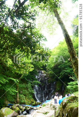 Shiraito Falls surrounded by forest Shiraito Falls surrounded by forest 91785128