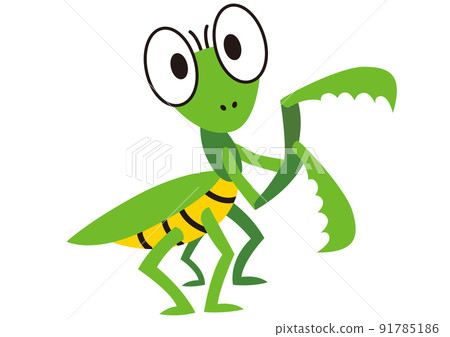 綠色, 春天, 夏天, 育種, 生物, 性質, 動物, 昆蟲, 暑假, 鐮刀, 螳螂, 昆蟲, 生物 綠色, 春天, 夏天, 育種, 生物, 性質, 動物, 昆蟲, 暑假, 鐮刀, 螳螂, 昆蟲, 生物 91785186