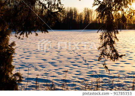 A winter country landscape with hare tracks on snowy field in sunset. A winter country landscape with hare tracks on snowy field in sunset. 91785353
