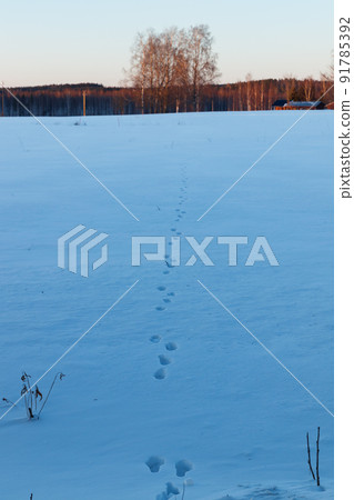 A winter country landscape with hare tracks on snowy field in sunset. A winter country landscape with hare tracks on snowy field in sunset. 91785392