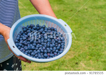 在菜園裡收穫的藍莓 在菜園裡收穫的藍莓 91785535