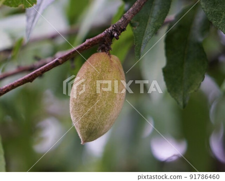 A grain of almond fruit 91786460