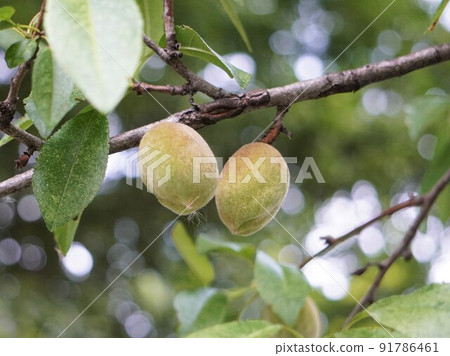 A-mond fruit fertile on a tree 91786461