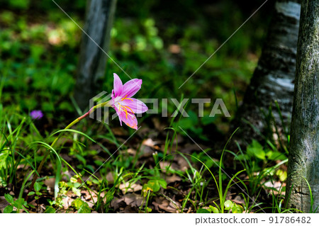 Flowers Flowers 91786482