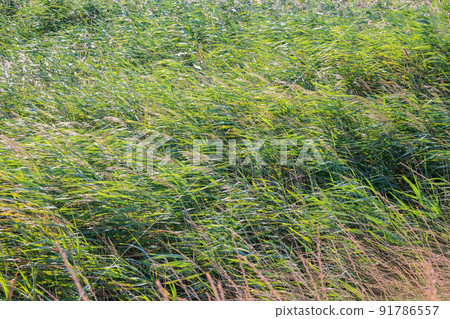 Green meadow with grass. Spring or summer green grass background 91786557