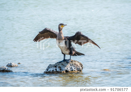 Great cormorant, Phalacrocorax carbo, sits on stone and dries its wings on the wind. Great cormorant, Phalacrocorax carbo, sits on stone and dries its wings on the wind. 91786577