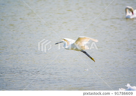 The flight of the little egret or Small White Heron. 91786609
