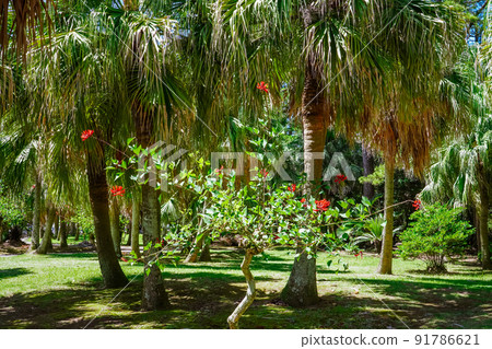 Miyako Botanic Garden with a tropical mood Miyazaki Prefectural Qingdao Subtropical Botanical Garden 91786621