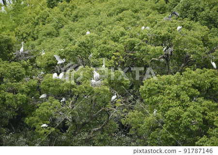 A group of herons flocking on a tree to raise children A group of herons flocking on a tree to raise children 91787146
