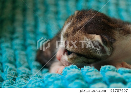 Cute tiny kitten resting on a warm and cozy blue fluffy blanket 91787407